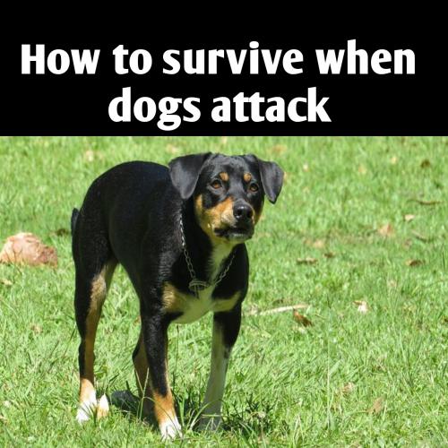 How to survive if dogs attack you